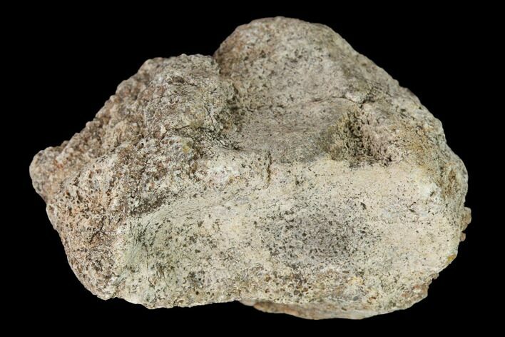 Permian Amphibian Fossil Bone - Texas #153744
